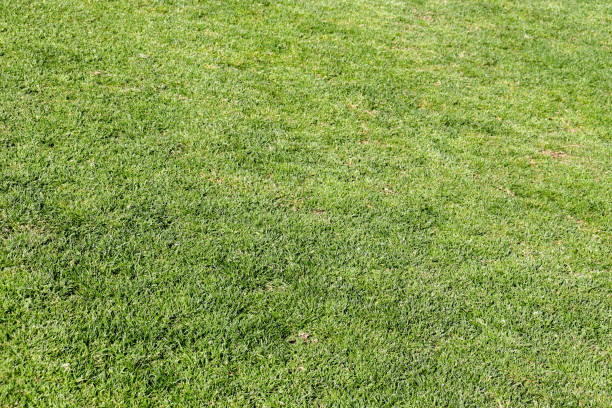 istock full frame of lush green lawn 2175330156