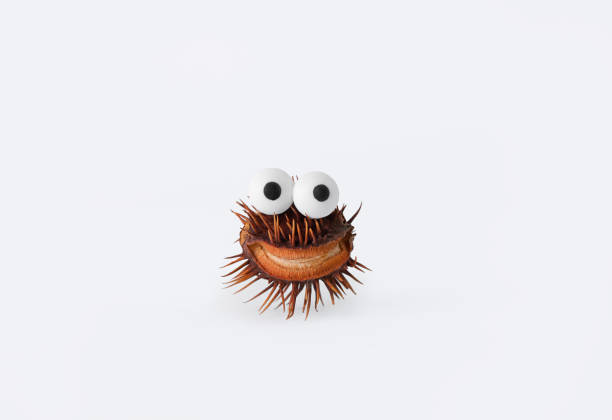 Halloween concept. Cheerful dry chestnut with eyes on a white background. Halloween creative.