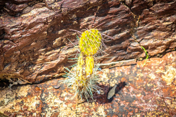 small cactus growing on some rocks in monte escobedo zacatecas
