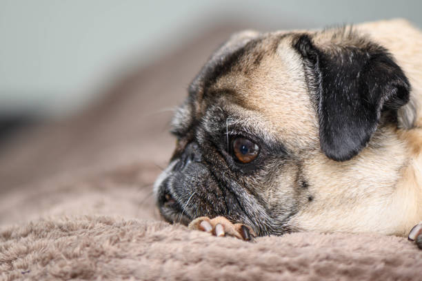 istock Cute pug smile and looking food stick 2175335328