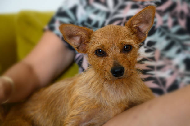 istock red little dog sits on the sofa with its owner 2175337412