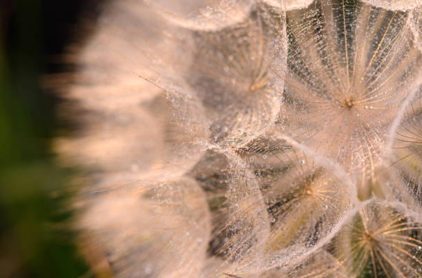 istock Macro nature. Dandelion close-up in the sun's rays 2175337432