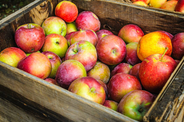 istock Wooden Crates of Fresh Apples 2175338530