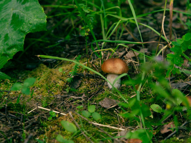 Close up of edible mushrooms in the meadow. Close-up of edible mushrooms in a beautiful sunny meadow