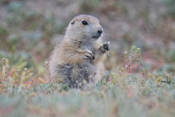 istock Cute closeup low angle view of young black tailed prairie dog 2175339271