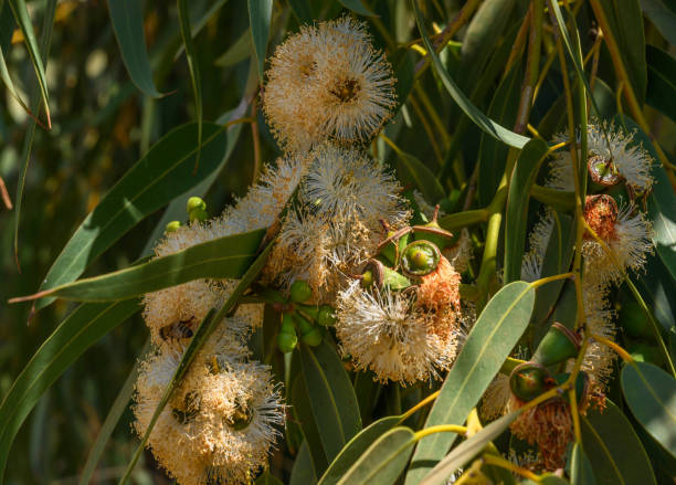istock A Gum blossom drooping from its branch 2175340905