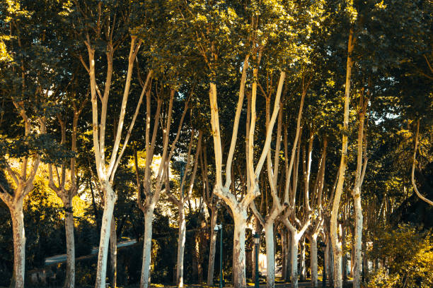 Tall trees with pale trunks and dense green foliage, creating serene forest atmosphere under warm sunlight.