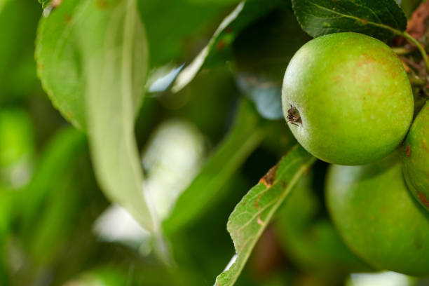 Fresh green apple hanging on a  tree
