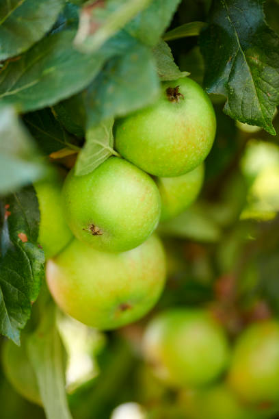 Fresh green apple in a tree