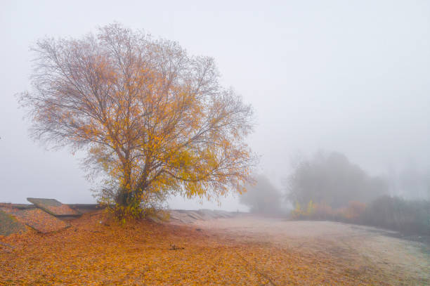 A lone tree with golden autumn foliage stands on a sandy riverbank shrouded in mist. Fallen leaves carpet the ground, creating a serene and melancholic autumn scene