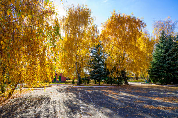 Scenic autumn park with golden-leaved trees, evergreen pines, and sunlight filtering through branches. Fallen leaves scatter across a paved area, creating a warm, serene atmosphere