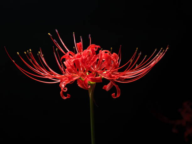 2,500+ Spider Lillies Stock Photos, Pictures & Royalty-Free Images