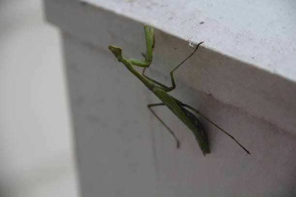 istock Landscape Shot of Suspicious Preying Mantis 2175355375