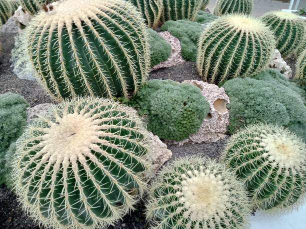 Imagine gratuit: Cactus, natura, flori, flora, frunze, plante medicinale,  plante, petale, floare