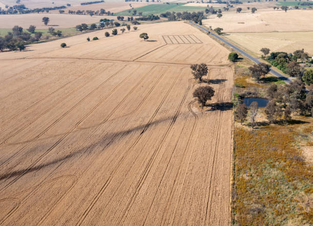 istock Wheat Field - Canowindra - NSW Australia 2175359911