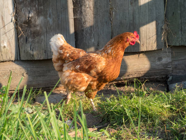 istock portrait of brown chicken on grass 2175361674