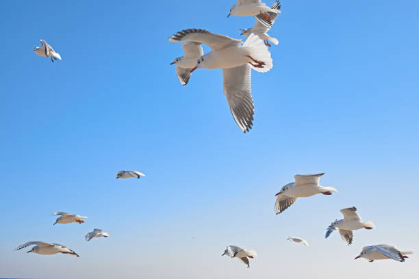 White seagulls soaring in the air with the blue color of sky in the background