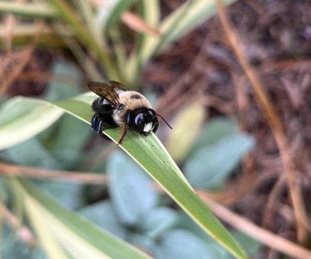 istock Eastern Carpenter Bee Xylocopa virginica Male 2175376019