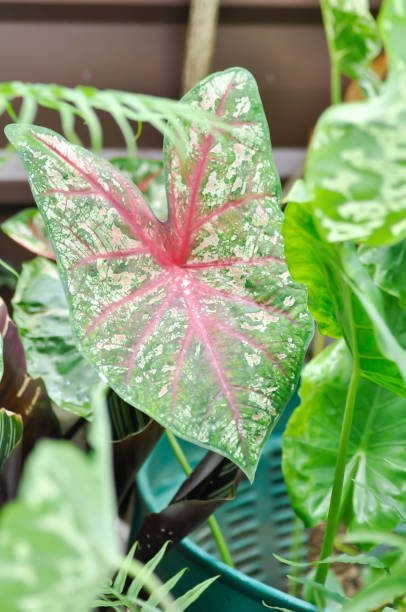 istock Caladium, Caladium Bicolor Vent or Caladium bicolor 2175381262