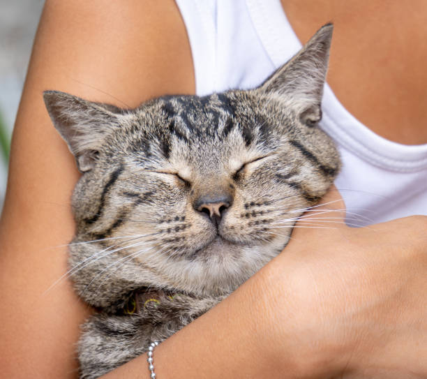 istock Happy Feline Relaxing in a Loving Hug 2175381665