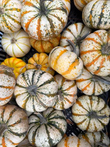 istock Assortment of mini pumpkins 2175383023