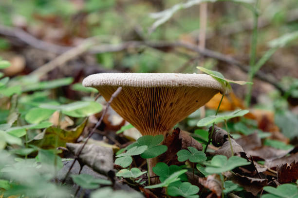 Paxillus involutus mushroom in forest of Curonian spit national Park in autumn. Russia