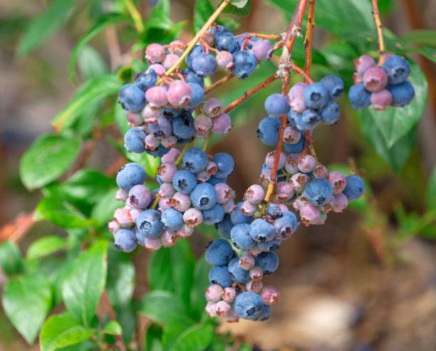istock close up on blueberry on branch with different color 2175383724