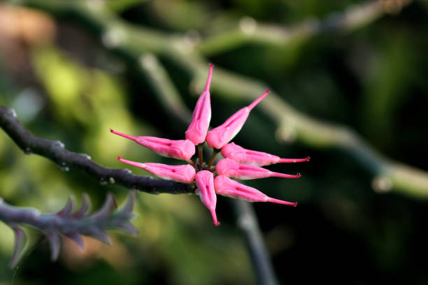 Delicate pink flowers stand tall against a dreamy, blurred background. The soft colors create a serene atmosphere, with each bloom reaching towards the sky. Lush greenery complements the vibrant pinks, crafting a harmonious blend of natures beauty.
