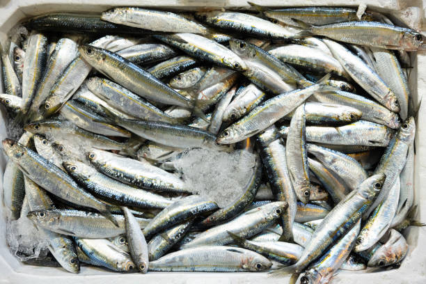 istock Various fish sold at the fish auction 2175386659