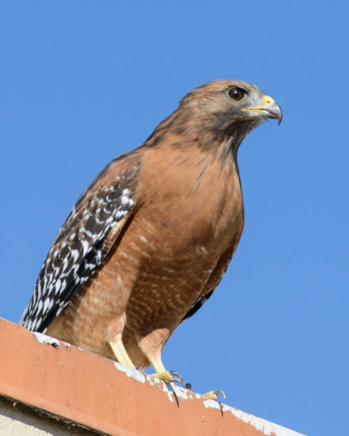 istock Red-Shouldered Hawk Perched on top of a Building 2175387881