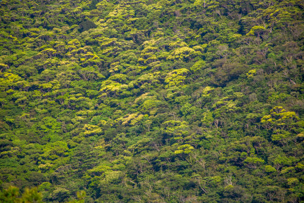 istock The fresh green forest of Amami Oshima 2175387923