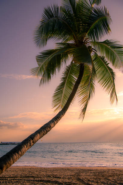 istock Lonely palm tree during the sunset, Sanya, China, copy space for text 2175388124