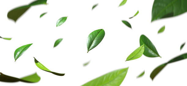 istock Fresh leaves flying in the purified air isolate white backgrounds 3d render 2175389886