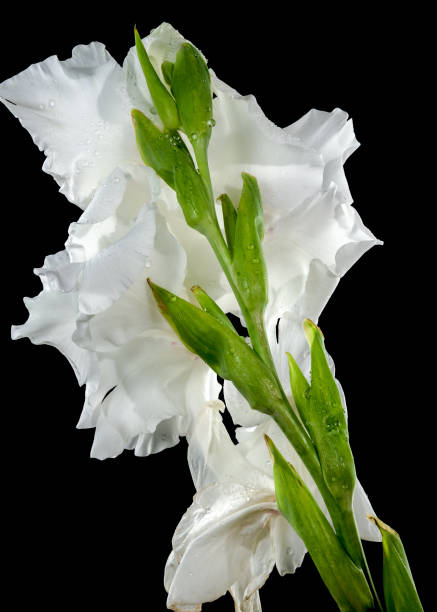 Natural floral pattern