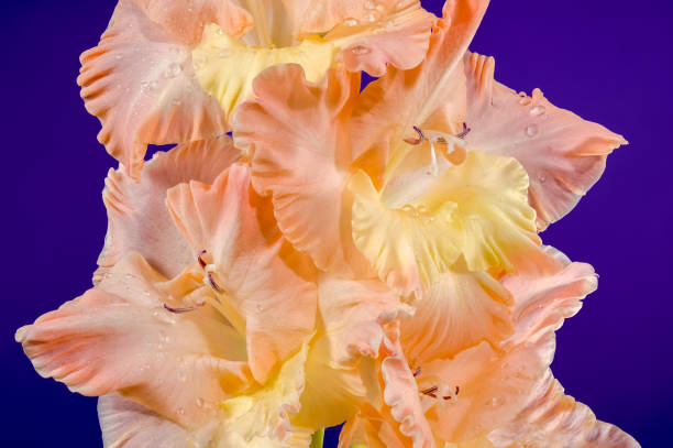 Beautiful Blooming gladiolus kissy ruffle on a purple background. Flower head close-up.