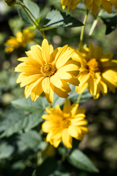 Vibrant yellow chrysanthemum blooms bring summer beauty to the floral garden