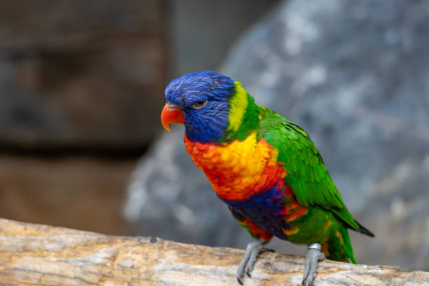 istock A colorful parrot is perched on a branch 2175394744
