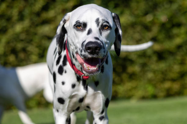 Dalmatian dog outdoors in summer