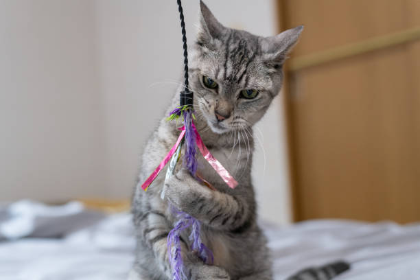 istock Cute cat playing with a toy 2175395284