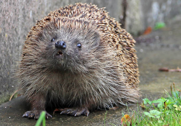 A hedgehog walks through a garden in Switzerland during the fall.