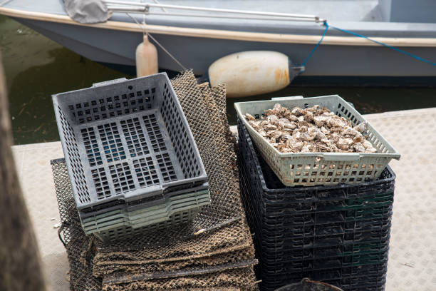 istock Oyster farming by the sea 2175396191