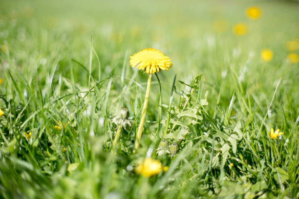 istock Spring flowers in the meadow, dandelion 2175396225