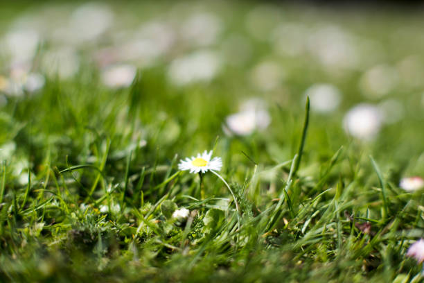 Daisy flowers on the lawn, early spring.
