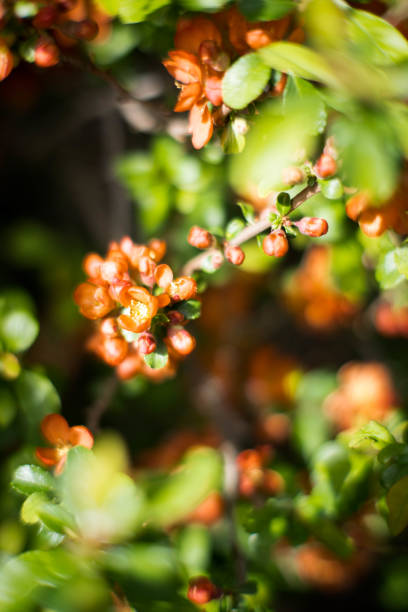 Spring quince flowers, garden plants.