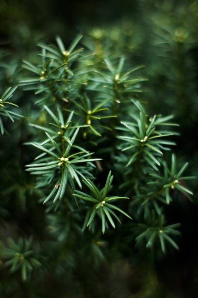 Garden yew, an evergreen, long-lived plant.