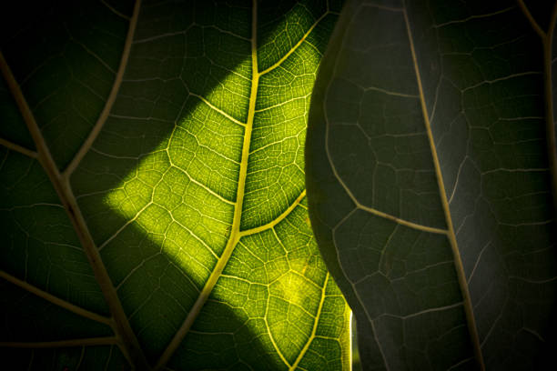 Fresh air, flower leaves, oxygen production.