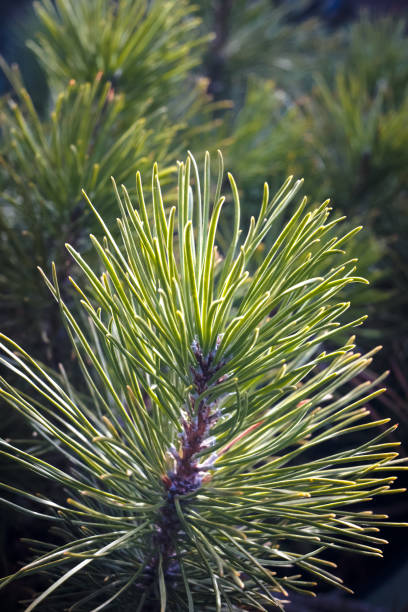 Evergreen branches of a coniferous tree, black pine.