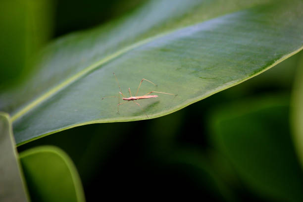 A Jalysus wickhami, the spined stilt bug walking on a big leaf