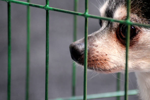 Coffee the chihuahua looking out from a cage