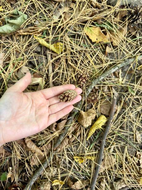 istock A hand delicately holds a small pine cone above a forest floor 2175399851